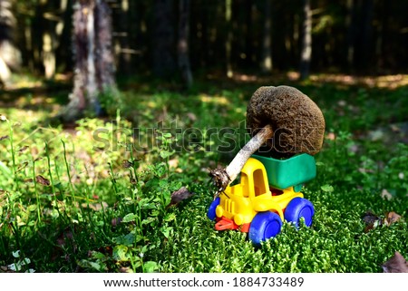Funny toy truck transports a natural birch bolete mushroom in the forest against a background of green moss and trees. Children playing a game. Mushrooming harvesting season in wildlife