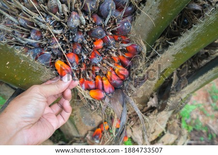 Overripe oil palm fruit fell from its tree.