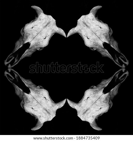 empty frame made from four skulls of a bull isolated on black background. Vintage style.  Buffalo dried, cracked  skull . 
