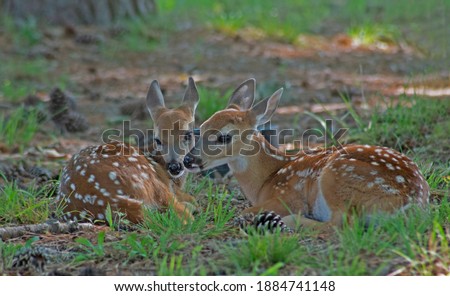 Two baby spotted deer lying together touching noses. Royalty-Free Stock Photo #1884741148