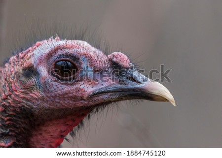 wild turkey portrait	
in winter