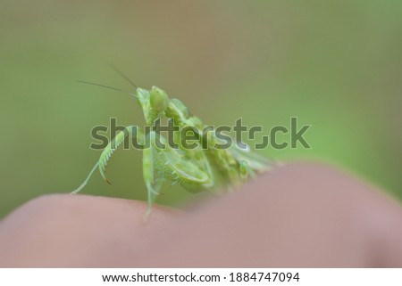 Praying mantis on a finger