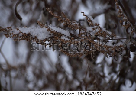 Hibernated seeds through the white winter in Sapporo Japan