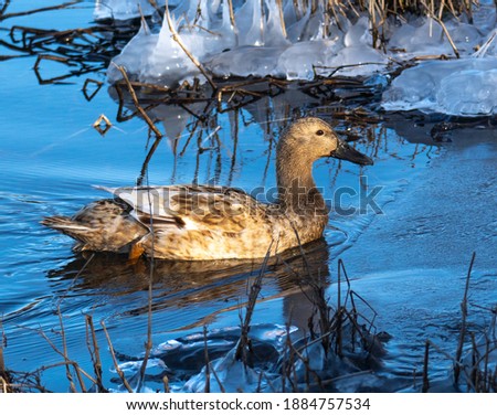 Khaki duck in icy waters.
