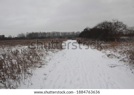 Snowy Hiking Trail by Cattail Field
