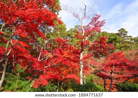 Autumn leaves at Yahiko Park in  Niigata Pref., Japan