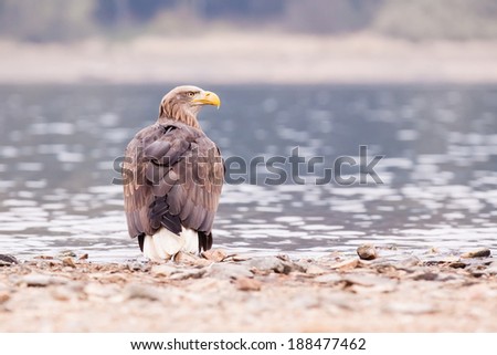 Standing Sea eagle and looking around