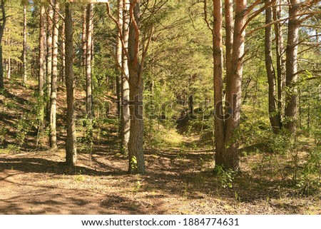 Morning sun shining in pine forest in the summer