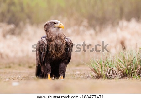 Standing Sea eagle and looking around