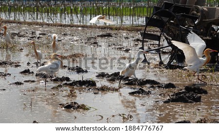 a flock of egrets looking for food in a plowed rice field