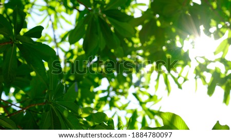 Defocused view of green leaf on blurred greenery background in garden with copy space, natural bokeh with daylight, concept, relaxing color and fresh atmosphere, photo for ecology background or banner