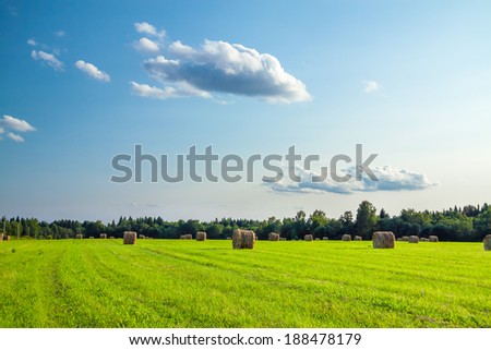 summer rural landscape with a field and hay