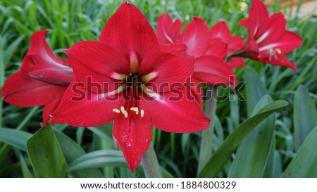 Red amaryllis flower is one type of amaryllis. Amaryllis is usually found in the yard or planted in pots. The Greeks called this flower Amarullis which means "splendor" or "sparkle"