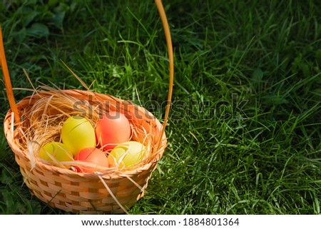 Yellow and orange colored chicken eggs are in a wicker basket on the background of juicy spring grass. Happy Easter concept, hidden eggs are found. Copy space