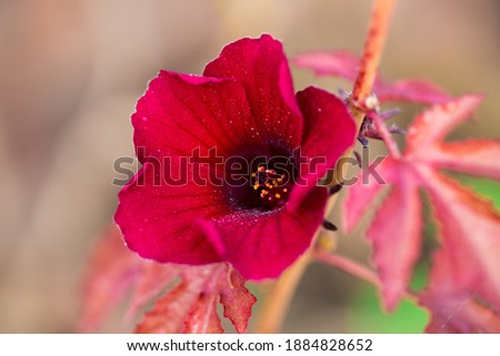 Red colour flower blooming on branch stock photo.