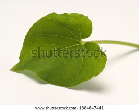 Picture of Typhonium flagelliforme, plant that contain anti cancer substance, shoot on white isolated background
