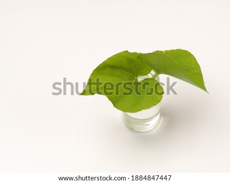 Picture of Typhonium flagelliforme, plant that contain anti cancer substance, shoot on white isolated background