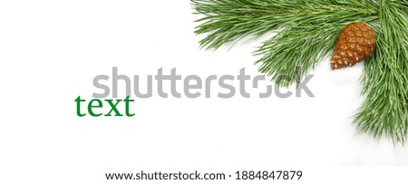 Pine branches and pine cones close-up isolated on white background