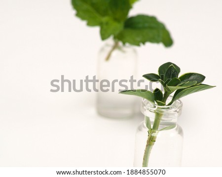 Macro picture of pepermint leafs on a white isolated background
