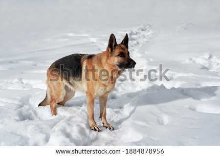 German Shepherd black and red color stands in white snow and poses. Beautiful winter photo of purebred dog from kennel in horizontal format. Active walk in frosty winter forest with pet.