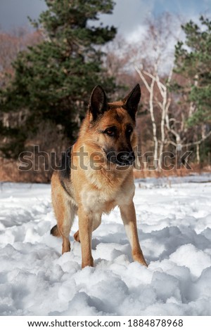 Beautiful young girl dog breed German Shepherd black and red color stands in winter snow forest and poses. Charming purebred dog on background of green coniferous trees, vertical picture.