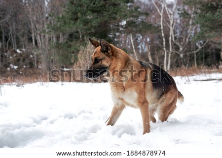 Beautiful young girl dog breed German Shepherd black and red color stands in winter snow forest and poses. Charming purebred dog on background of green coniferous trees, horizontal picture.