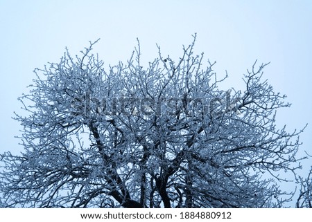 rime on the branches of trees. against the background of the cloudy sky.