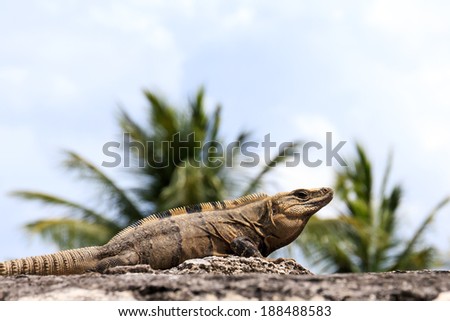 Mexican Iguana resting on a rock in Playacar, Mexico