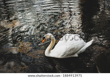 
Swan on a calm lake