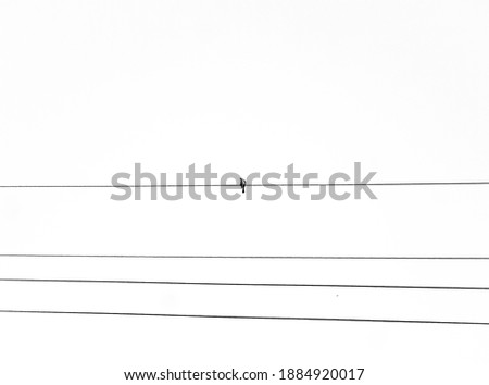 a bird stand in the cable with white background