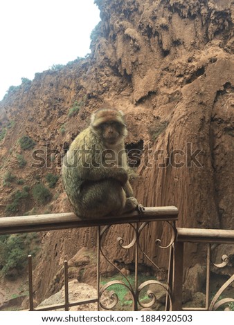 Monkey in Morocco azrou city amazing picture