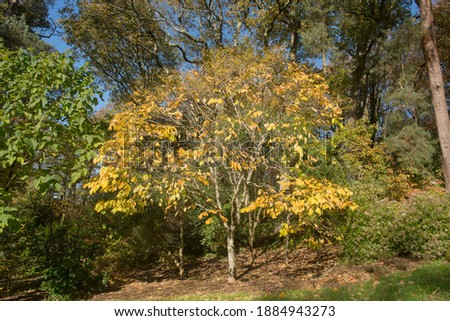 Bright Yellow Autumn Leaves on a Kentucky Yellow Wood or Virgilia Tree (Cladrastis kentuckea) Growing in a Woodland Garden in Rural Devon, England, UK