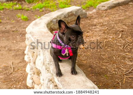 Black female french bulldog sitting on stone wall with purple and pink necklace strap