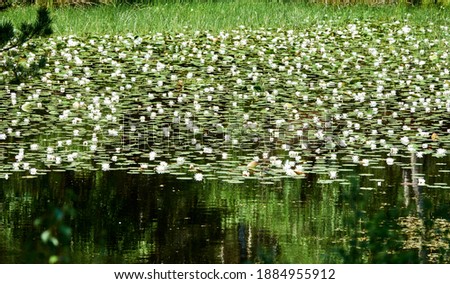 beautiful white flowers with their green leaves on the water surface