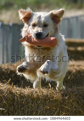 Golden retriever jumping a straw bale with an orange dummy Royalty-Free Stock Photo #1884964603