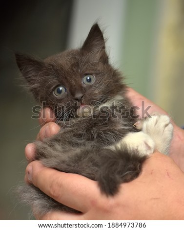 black and white little cute kitten in hands