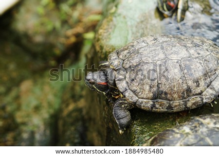 Freshwater turtles are also known as terrapins. There are hard-shelled and softshell turtles. Freshwater turtles are typically found in rivers, ponds, and lakes.