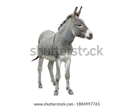 donkey isolated on white background Royalty-Free Stock Photo #1884997765