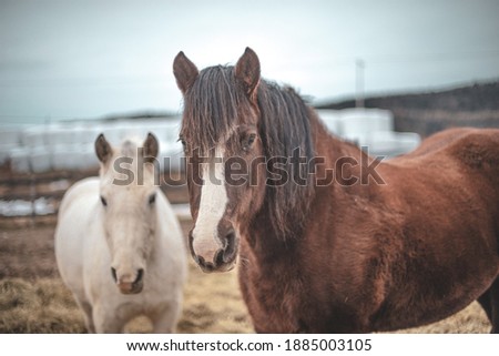Two horses standing outside in winter paddock 