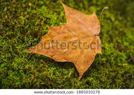 Autumn colors- yellow leaves lie on a background of green moss