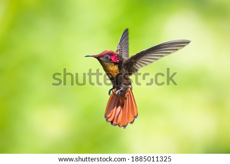 A Ruby Topaz hummingbird (Chrysolampis mosquitus) hovering in the air with a smooth background. Hummingbird with tail flared. wildlife in nature. Bird in wild. Tropical bird in garden. Royalty-Free Stock Photo #1885011325