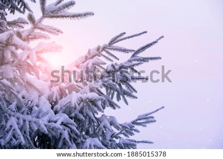 Winter spruce forest cowered by snow, sunlight during freezing day, branch of spruce, Christmas or New Year season picture