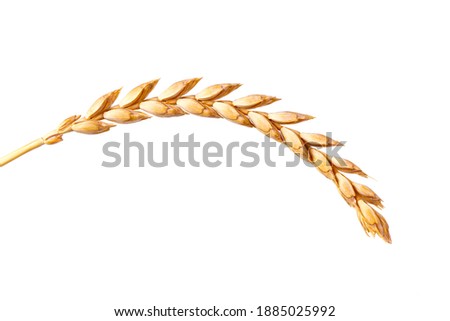 a bright closeup of a bunch of golden ripe dinkel hulled wheat Spelt Spelt (Triticum spelta dicoccum) rye grain relict crop health food ready for harvest isolated on white Royalty-Free Stock Photo #1885025992