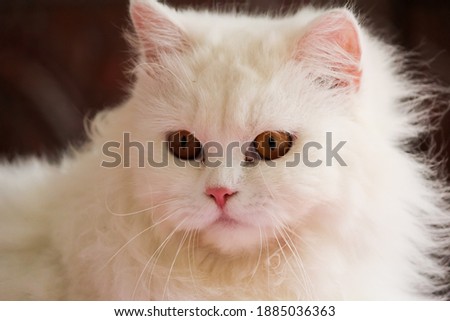 PERSIAN CAT IN THE CITY