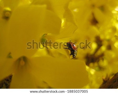 macro photo with a decorative background of a flying insect on the bright yellow petals of a forsythia shrub plant for design as a source for prints, posters, decor, interiors, wallpaper, advertising