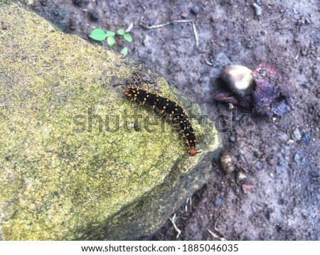 black caterpillar with orange dots pattern on the rock