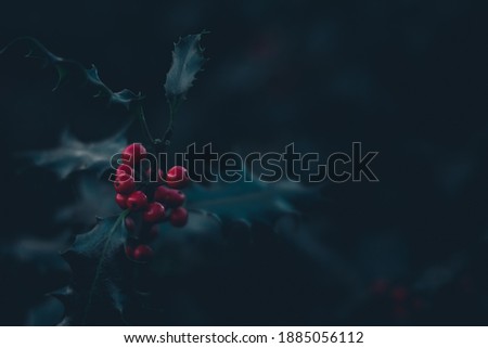 Holy plant with red fruits in dark forest, blurry background and copy space, lush blue green colors.