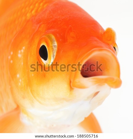 Portrait of Red Goldfish Macro
