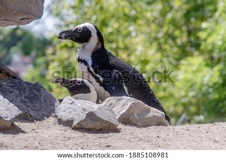 Two cute penguins on a rock