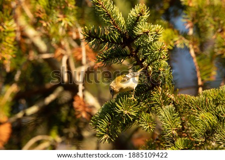 goldcrest in fir tree british garden bird